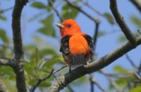 Photo: Scarlet Tanager