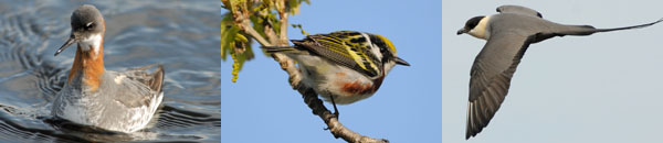 Photo Montage 1 &ndash; Red-necked Phalarope, Chestnut-sided Warbler, Long-tailed Jaeger