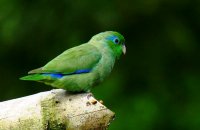 Photo: Spectacled Parrotlet