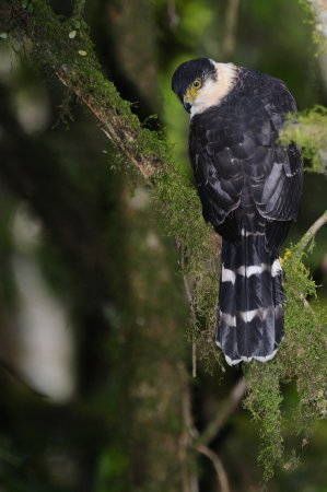 Photo (1): Bicolored Hawk