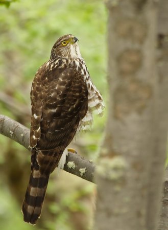 Photo (4): Bicolored Hawk
