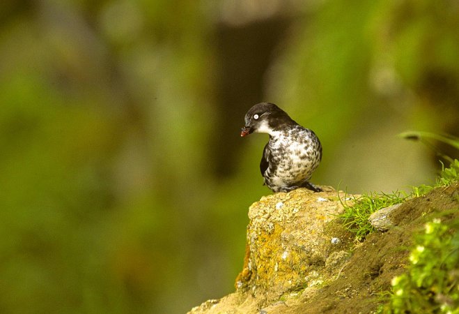 Photo (1): Least Auklet