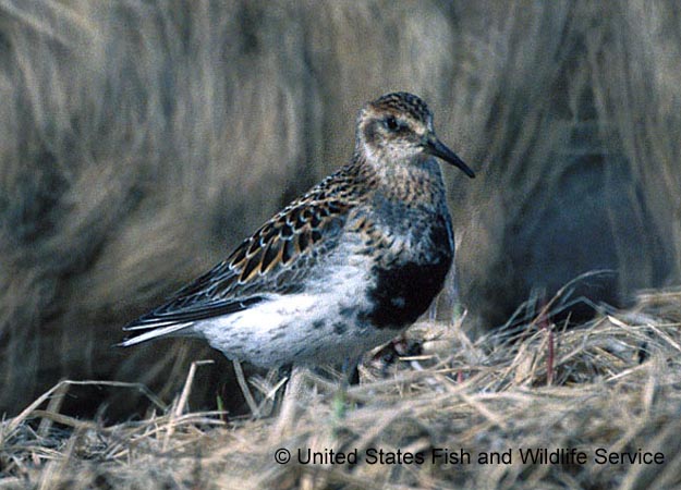 Photo (1): Rock Sandpiper