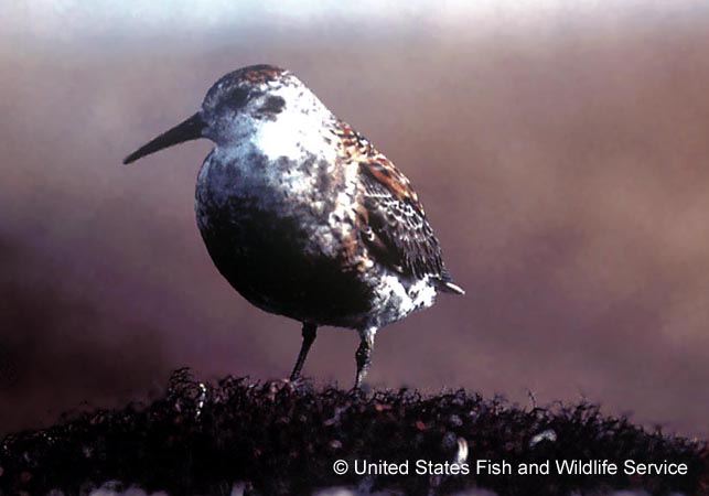 Photo (2): Rock Sandpiper