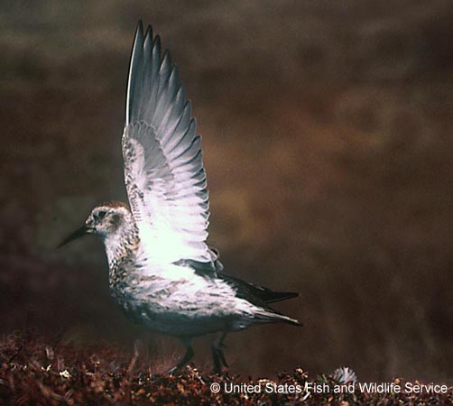 Photo (3): Rock Sandpiper