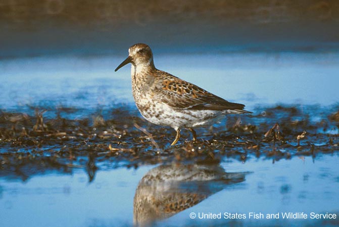 Photo (4): Rock Sandpiper