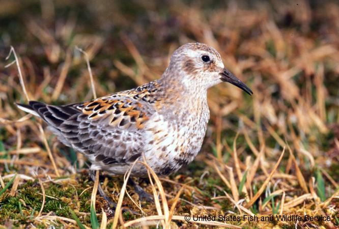 Photo (5): Rock Sandpiper