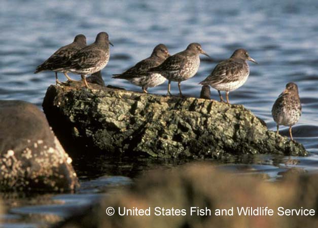 Photo (6): Rock Sandpiper