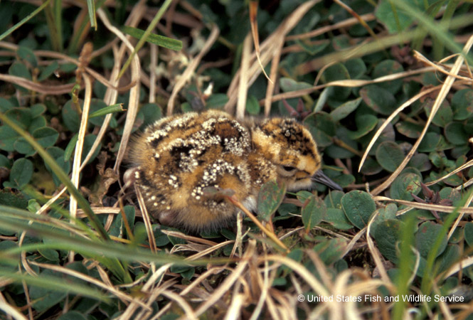 Photo (7): Rock Sandpiper