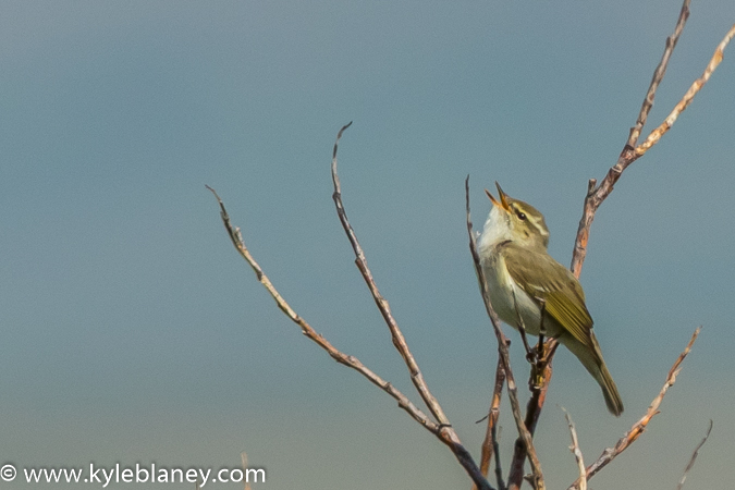 Photo (1): Arctic Warbler