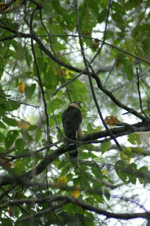 Photo (3): Bicolored Hawk