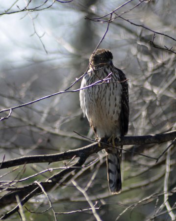 Photo (16): Cooper's Hawk