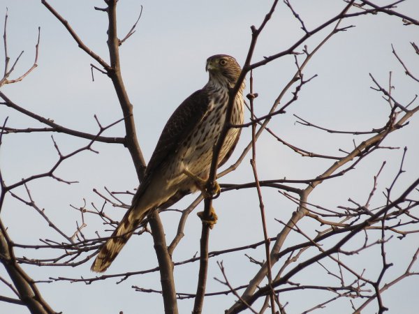 Photo (19): Cooper's Hawk