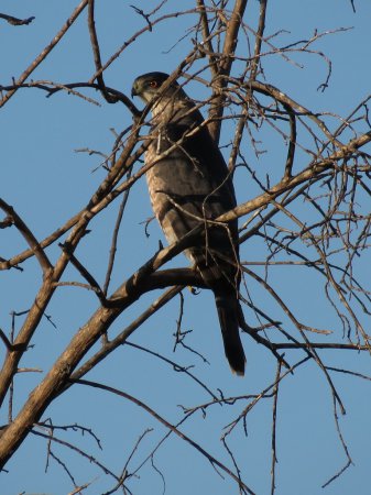 Photo (6): Cooper's Hawk