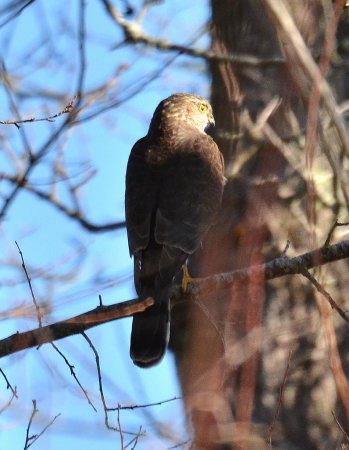 Photo (16): Sharp-shinned Hawk