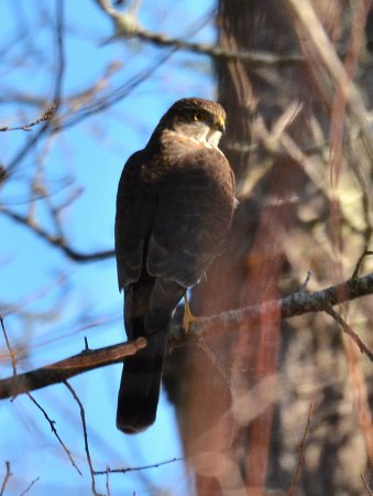 Photo (12): Sharp-shinned Hawk