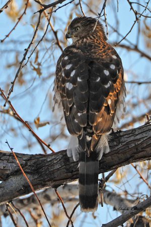 Photo (13): Sharp-shinned Hawk