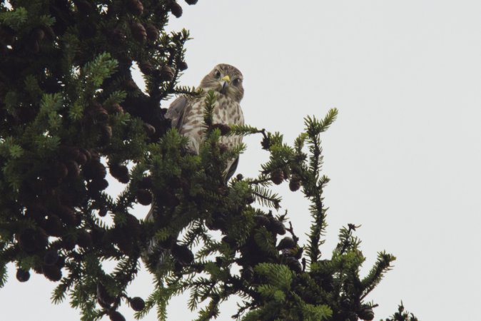 Photo (20): Sharp-shinned Hawk