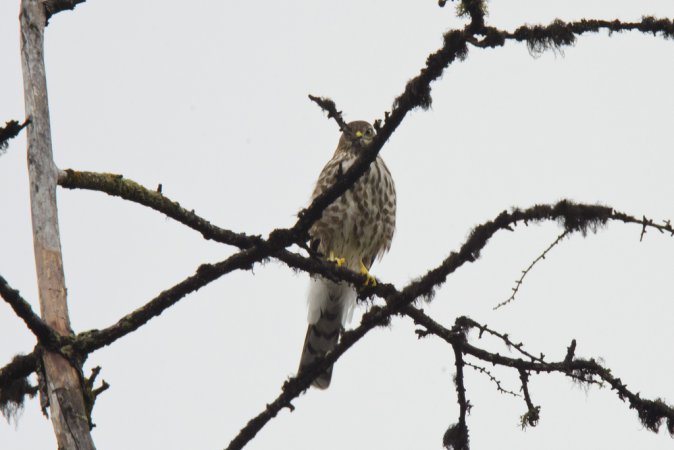 Photo (18): Sharp-shinned Hawk