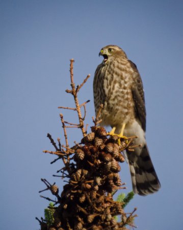Photo (9): Sharp-shinned Hawk