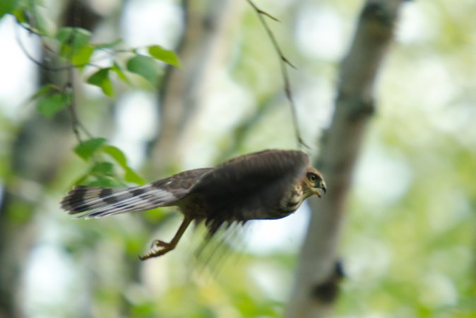 Photo (14): Sharp-shinned Hawk