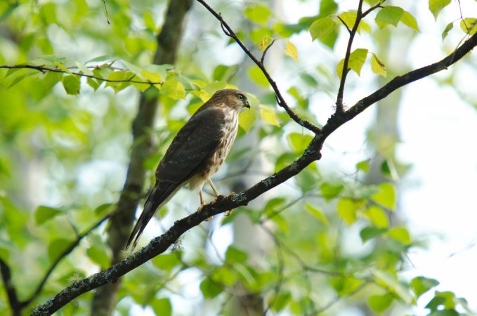 Photo (8): Sharp-shinned Hawk