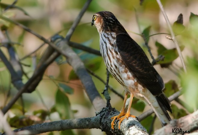 Photo (15): Sharp-shinned Hawk