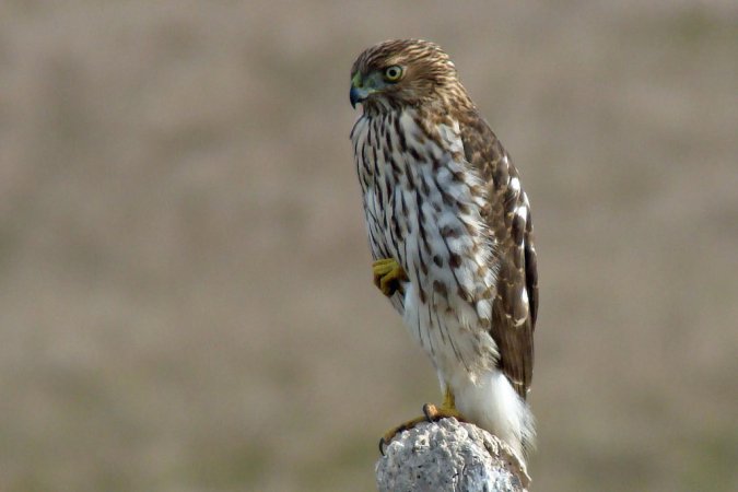 Photo (17): Sharp-shinned Hawk