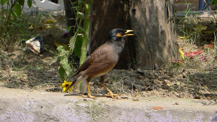 Photo (7): Common Myna