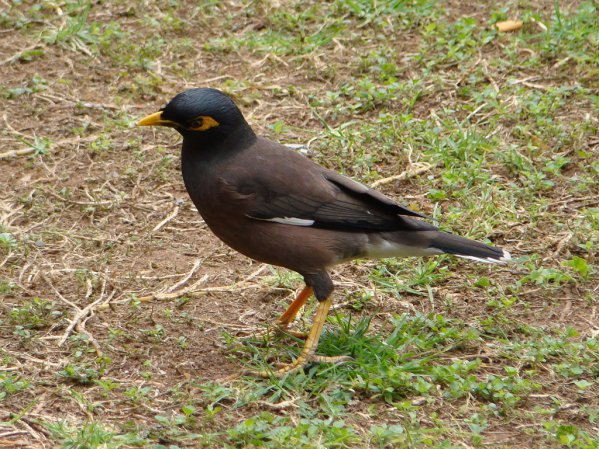 Photo (8): Common Myna