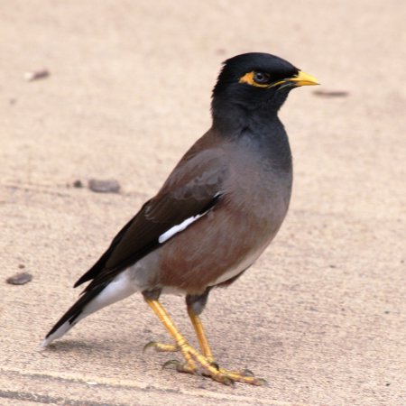 Photo (3): Common Myna