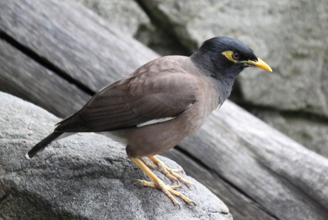 Photo (2): Common Myna