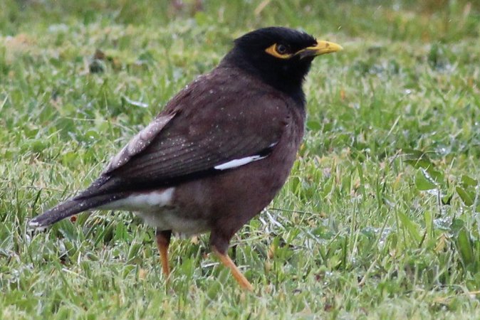Photo (6): Common Myna