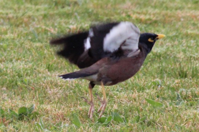 Photo (10): Common Myna