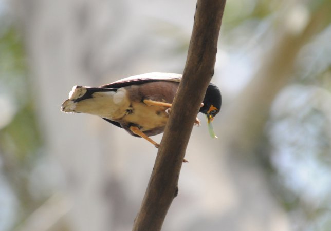 Photo (9): Common Myna