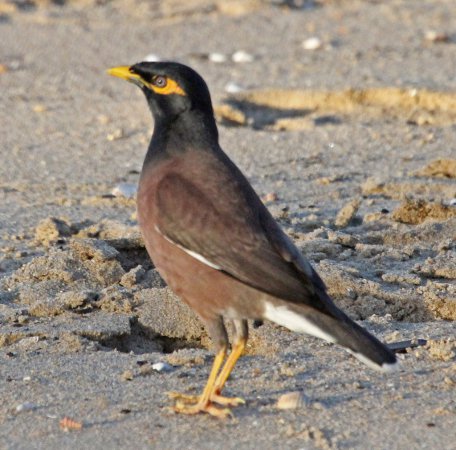 Photo (18): Common Myna