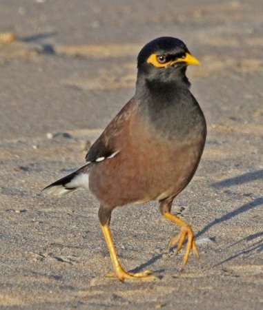 Photo (14): Common Myna