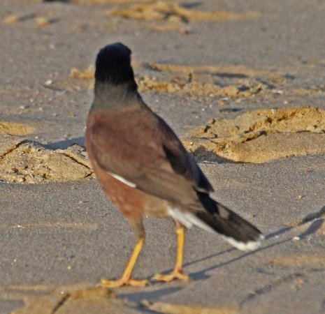 Photo (17): Common Myna