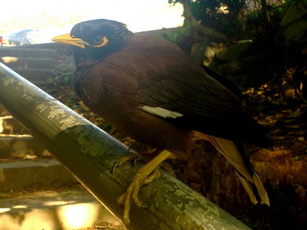 Photo (12): Common Myna