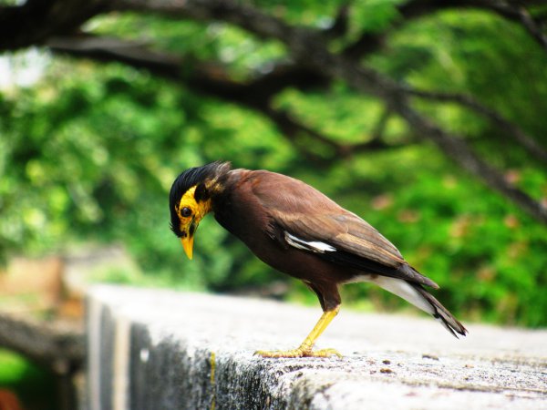 Photo (13): Common Myna