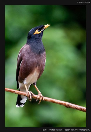 Photo (5): Common Myna