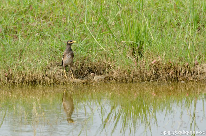 Photo (16): Common Myna