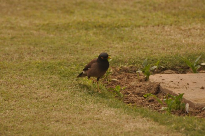 Photo (15): Common Myna