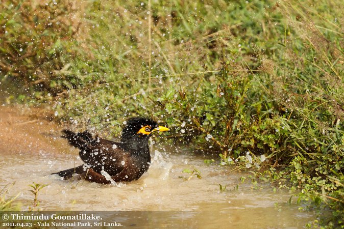 Photo (11): Common Myna