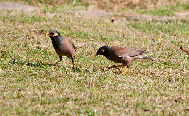 Photo (4): Common Myna