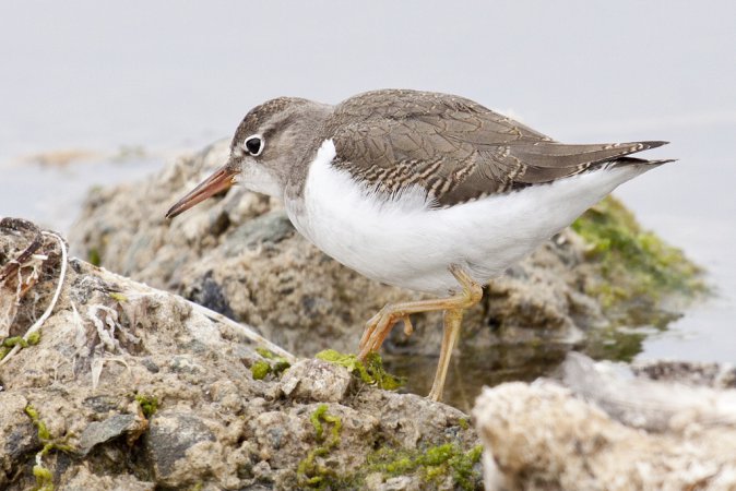 Photo (20): Spotted Sandpiper