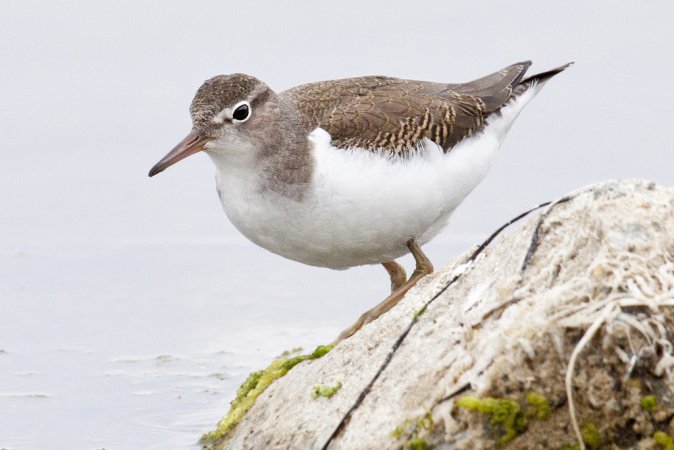 Photo (21): Spotted Sandpiper