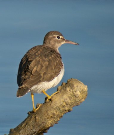 Photo (15): Spotted Sandpiper