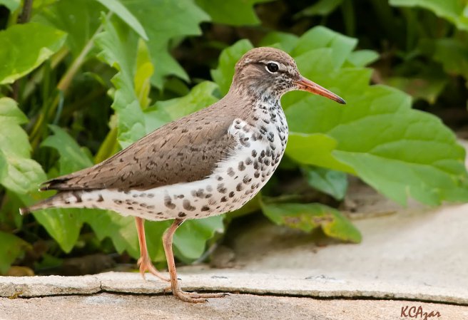 Photo (1): Spotted Sandpiper