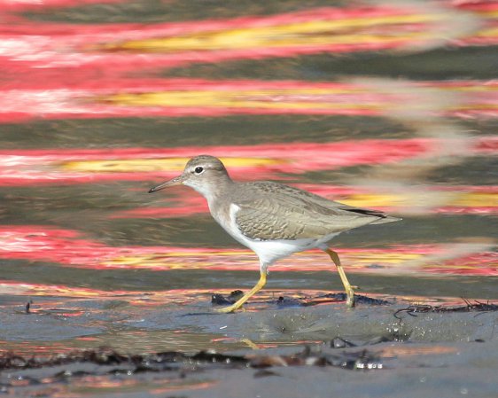 Photo (17): Spotted Sandpiper
